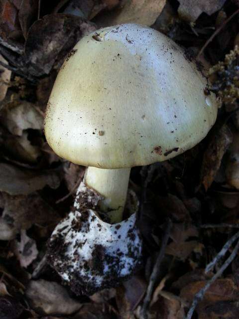 Image of Amanita