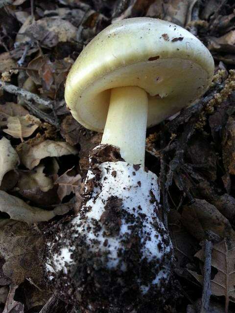 Image of Amanita