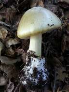 Image of Amanita