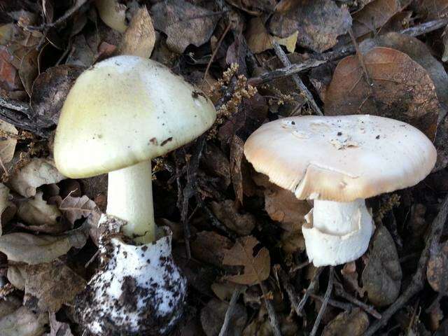 Image of Amanita