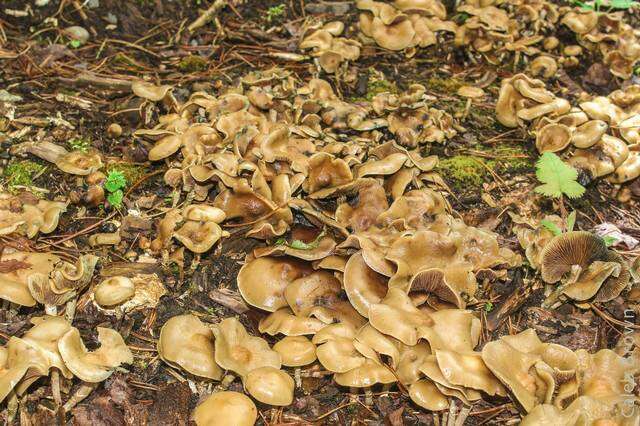 Image of Psilocybe ovoideocystidiata Guzmán & Gaines 2007