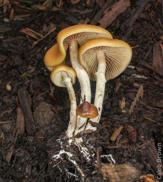 Image of Psilocybe ovoideocystidiata Guzmán & Gaines 2007