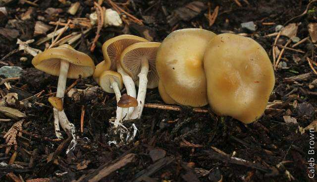 Image of Psilocybe ovoideocystidiata Guzmán & Gaines 2007