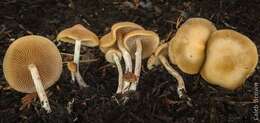 Image of Psilocybe ovoideocystidiata Guzmán & Gaines 2007