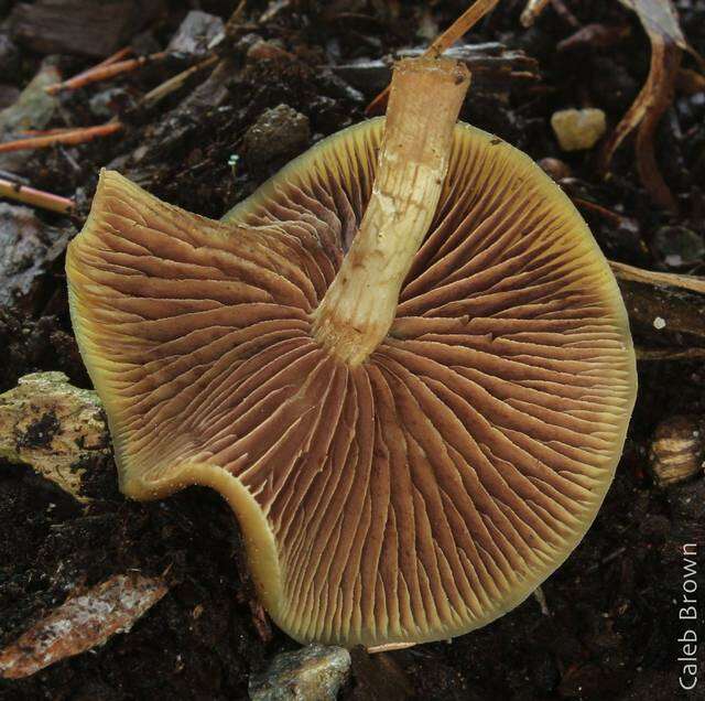 Image of Psilocybe ovoideocystidiata Guzmán & Gaines 2007