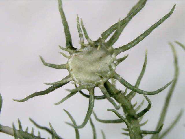 Image of Lecanoromycetidae