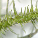 Image of <i>Usnea endochrysea</i>