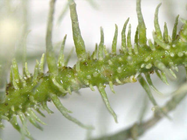 Image of Lecanoromycetidae