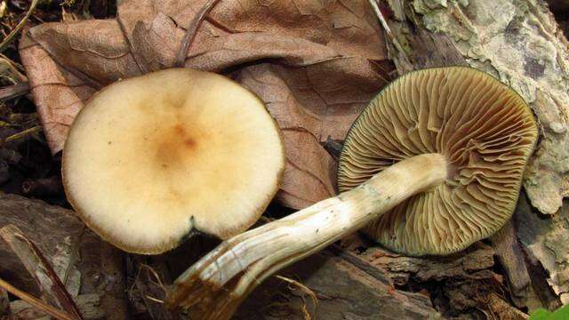 Image of Psilocybe ovoideocystidiata Guzmán & Gaines 2007