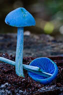 Image of Entoloma virescens (Sacc.) E. Horak ex Courtec. 1986