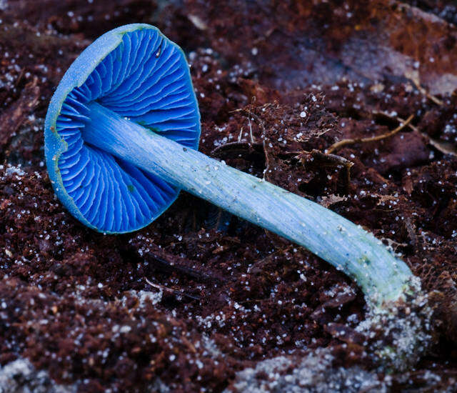 Image of Entoloma virescens (Sacc.) E. Horak ex Courtec. 1986