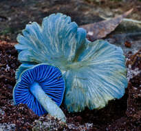 Image of Entoloma virescens (Sacc.) E. Horak ex Courtec. 1986