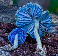 Image of Entoloma virescens (Sacc.) E. Horak ex Courtec. 1986