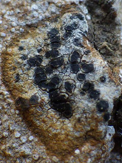Image of schadonia lichen