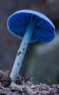 Image of Entoloma virescens (Sacc.) E. Horak ex Courtec. 1986