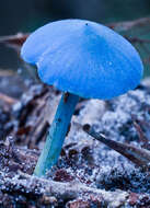 Image of Entoloma virescens (Sacc.) E. Horak ex Courtec. 1986