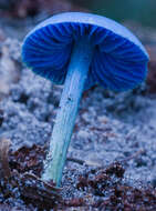 Image of Entoloma virescens (Sacc.) E. Horak ex Courtec. 1986