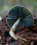 Image of Entoloma virescens (Sacc.) E. Horak ex Courtec. 1986