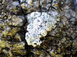 Image of diplotomma lichen