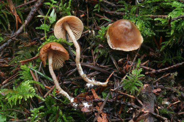 Image of Clitopilus aureicystidiatus (Lennox ex T. J. Baroni) Noordel. & Co-David 2009