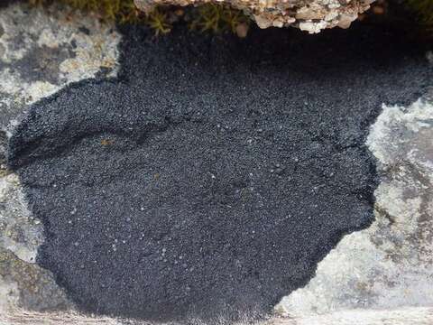 Image of Blackthread lichen