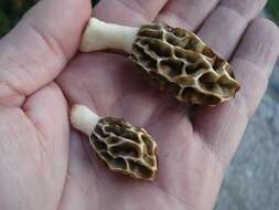 Image of Morchella diminutiva M. Kuo, Dewsbury, Moncalvo & S. L. Stephenson 2013