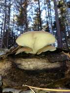 Image of Pleurotus