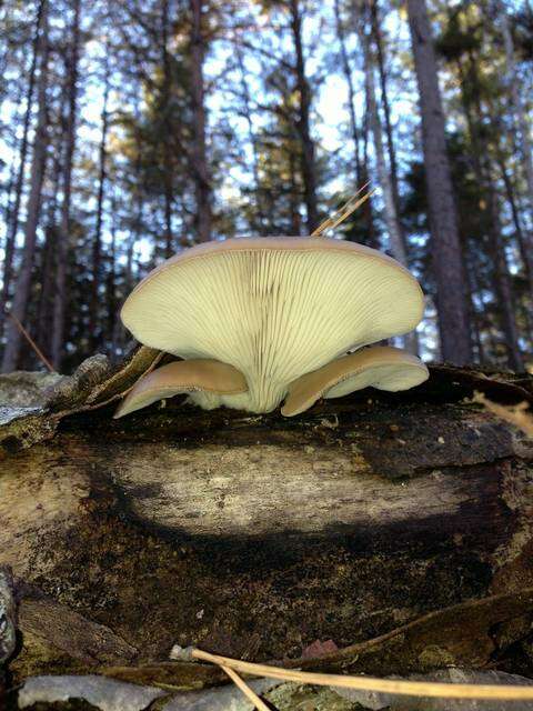 Image of Pleurotus