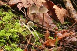 Слика од Mycena metata (Secr. ex Fr.) P. Kumm. 1871