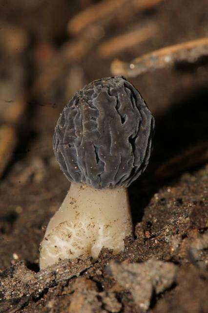 Image of Morchella sextelata M. Kuo 2012