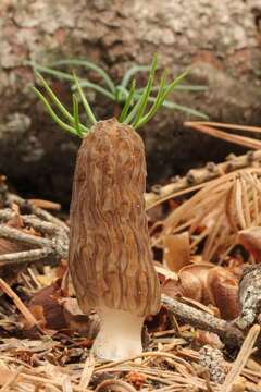 Image of Morchella sextelata M. Kuo 2012