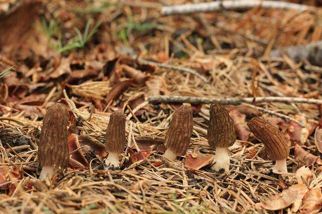 Plancia ëd Morchella sextelata M. Kuo 2012