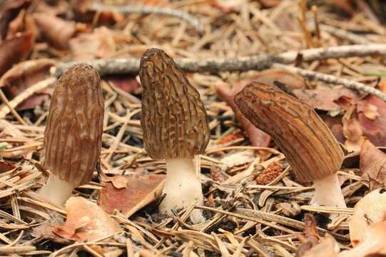 Image de Morchella sextelata M. Kuo 2012