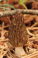 Image of Morchella sextelata M. Kuo 2012