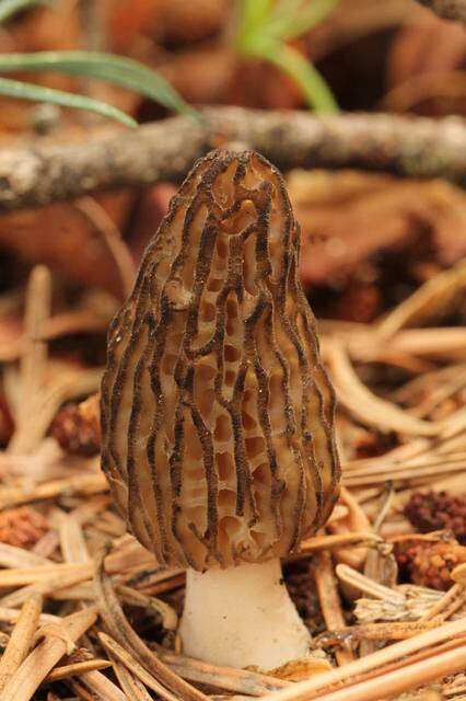 Image of Morchella sextelata M. Kuo 2012