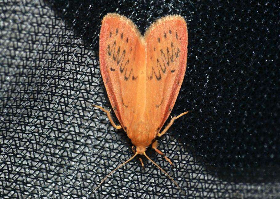 Image of rosy footman