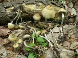 Image of Psilocybe ovoideocystidiata Guzmán & Gaines 2007