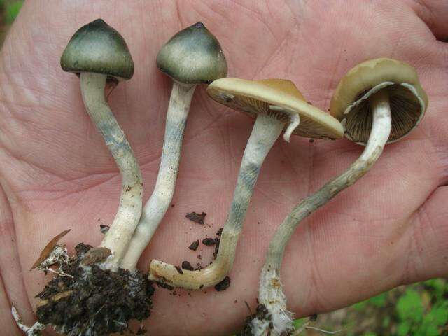 Image of Psilocybe ovoideocystidiata Guzmán & Gaines 2007