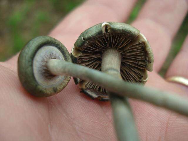 Image of Psilocybe ovoideocystidiata Guzmán & Gaines 2007