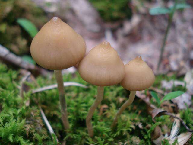 Image of Psilocybe ovoideocystidiata Guzmán & Gaines 2007