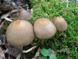 Image of Psilocybe ovoideocystidiata Guzmán & Gaines 2007