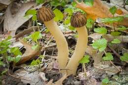 Image of Morchella punctipes Peck 1903