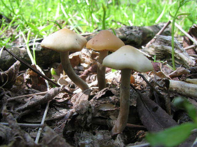 Image of Psilocybe ovoideocystidiata Guzmán & Gaines 2007