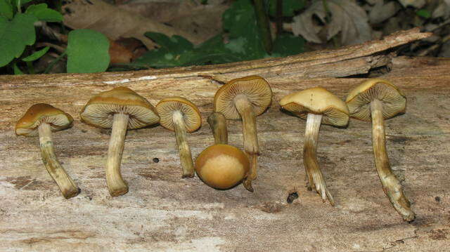 Image of Psilocybe ovoideocystidiata Guzmán & Gaines 2007