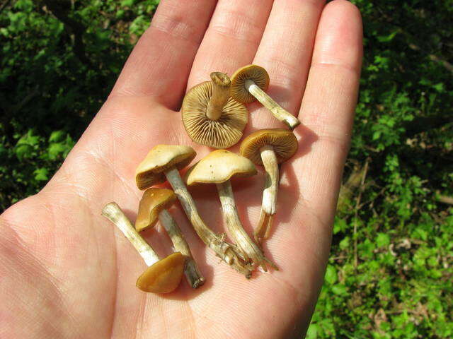 Image of Psilocybe ovoideocystidiata Guzmán & Gaines 2007