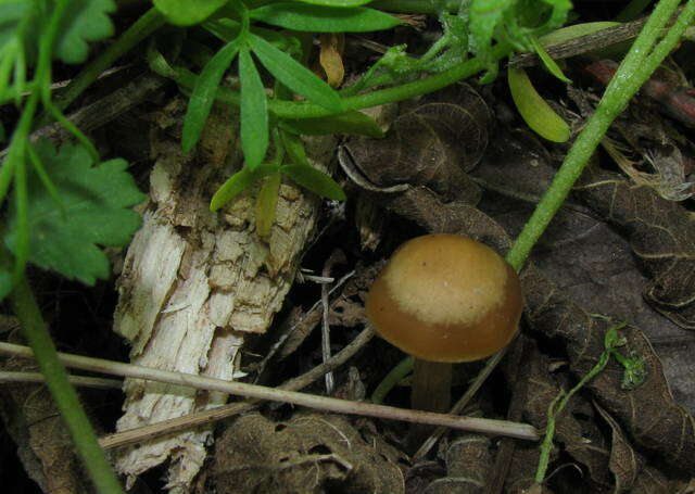 Image of Psilocybe ovoideocystidiata Guzmán & Gaines 2007