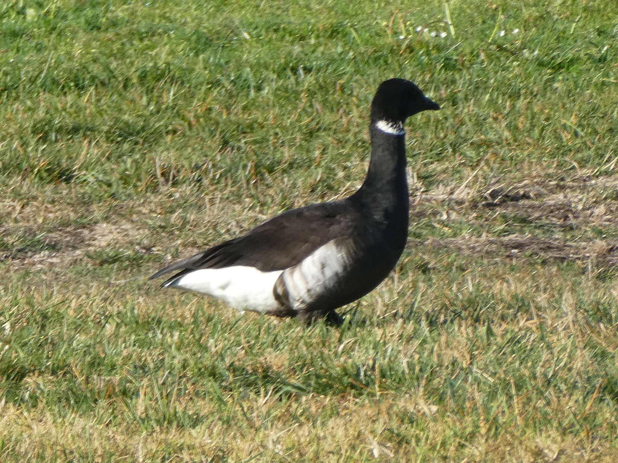 Image of Grey-bellied Brent Goose