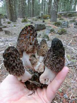 Image of Morchella snyderi M. Kuo & Methven 2012