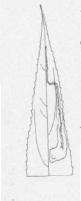 Image of Stigmella fuscotibiella (Clemens 1862) Wilkinson et al. 1979
