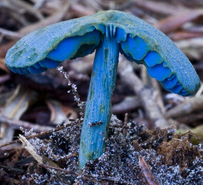 Image of Entoloma virescens (Sacc.) E. Horak ex Courtec. 1986